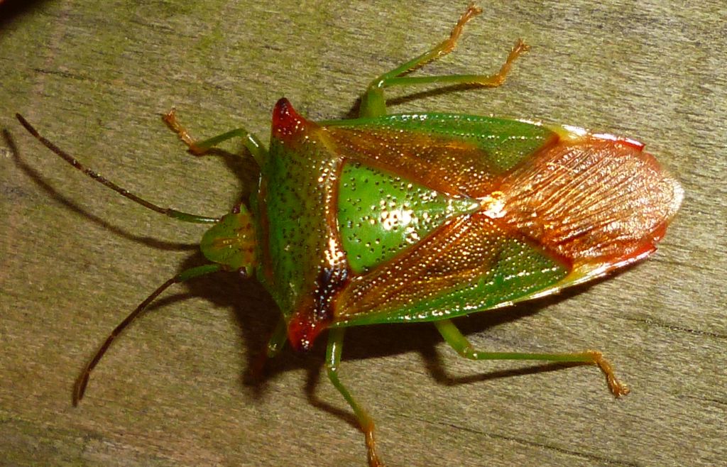 Acanthosoma haemorrhoidale dall''Abruzzo(AQ)